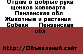 Отдам в добрые руки щенков ховаварта - Пензенская обл. Животные и растения » Собаки   . Пензенская обл.